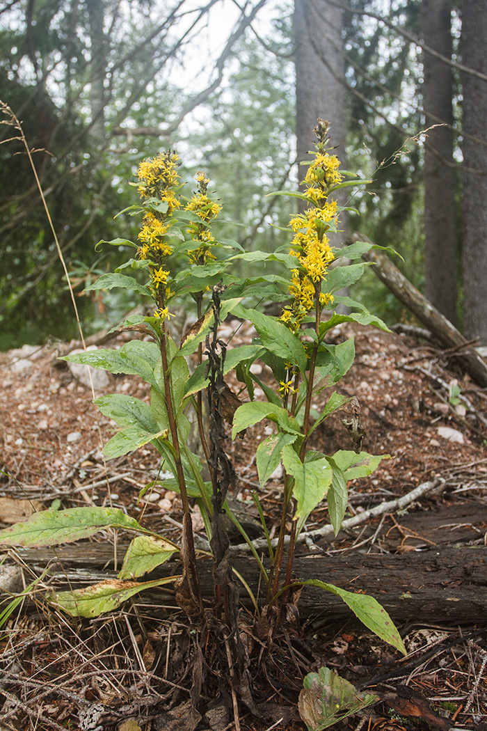 Изображение особи Solidago virgaurea.