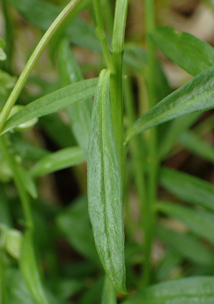 Image of Polygala amarella specimen.