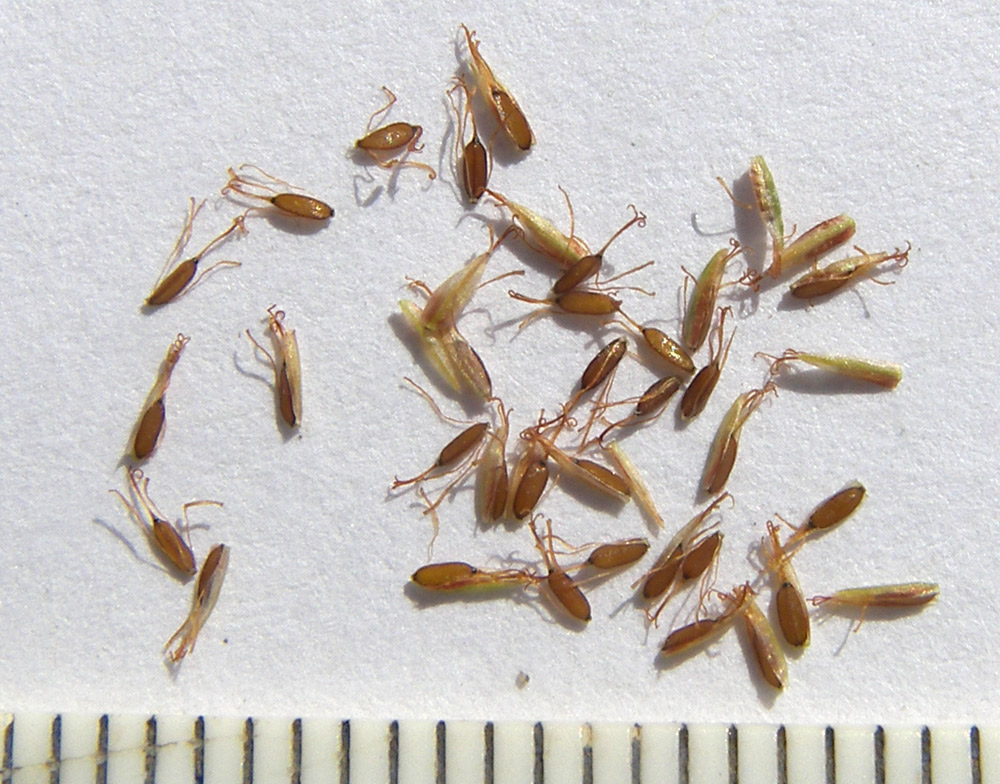 Image of Cyperus glomeratus specimen.