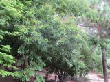 Lonchocarpus domingensis