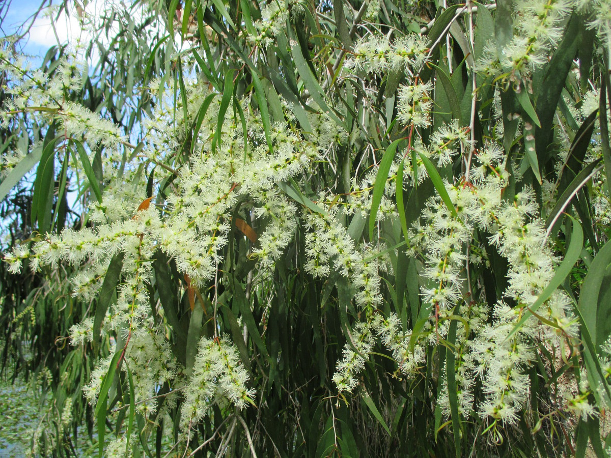 Изображение особи Melaleuca quinquenervia.