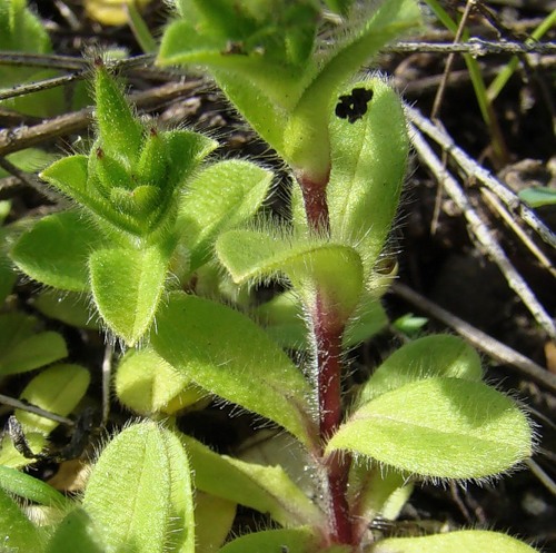 Image of Cerastium glomeratum specimen.