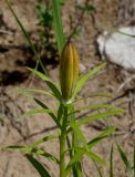 Lilium pensylvanicum. Верхушка побега с бутоном. Якутия, Алданский р-н, левый берег р. Алдан в 6 км выше г. Томмот. 27.06.2016.