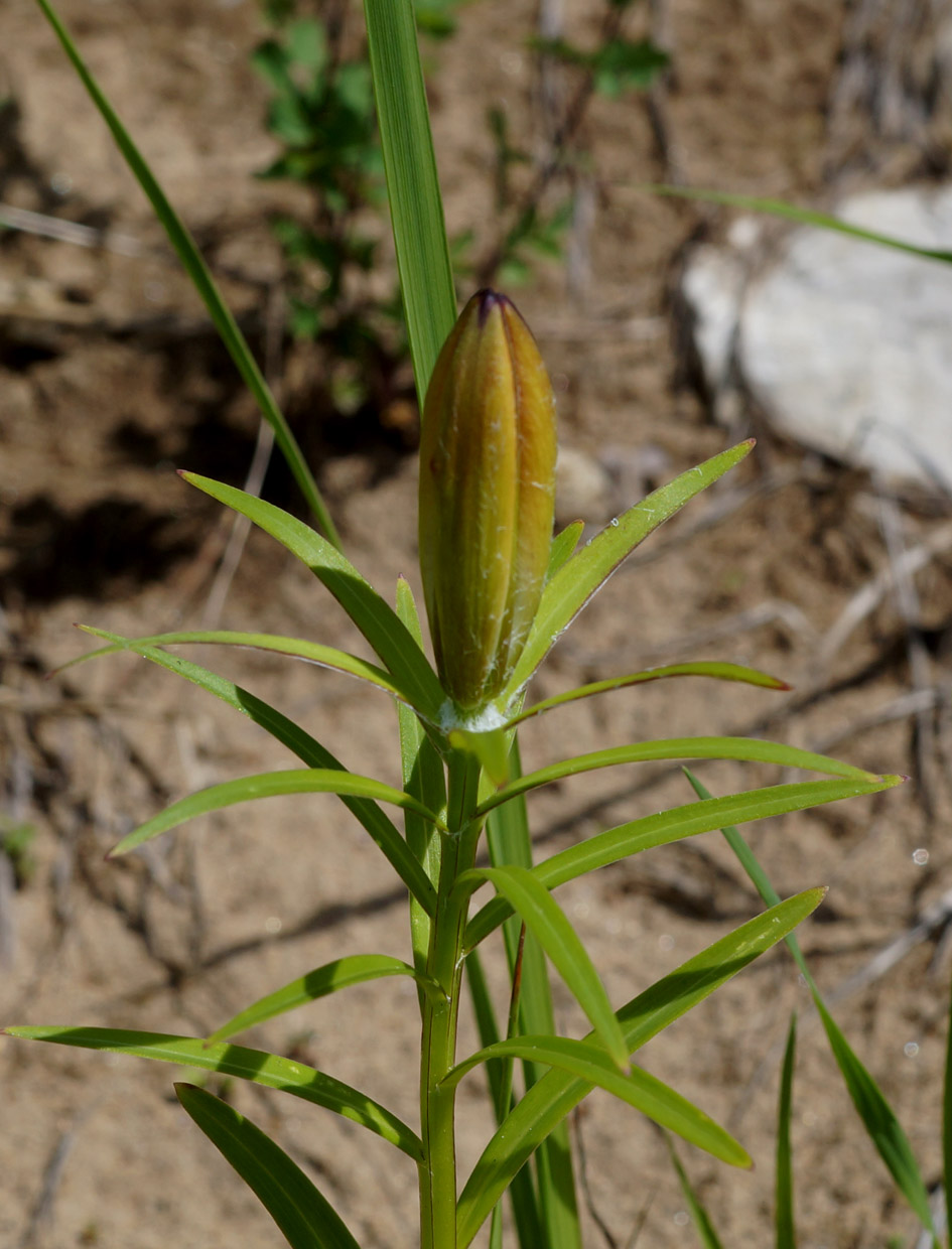 Image of Lilium pensylvanicum specimen.