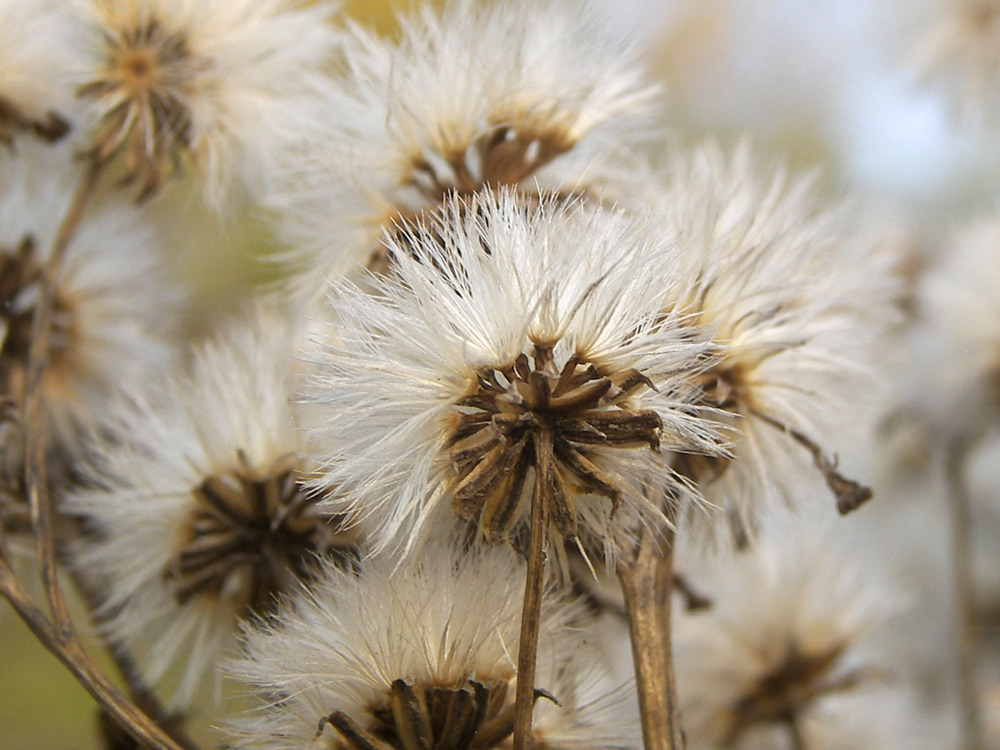 Изображение особи Senecio macrophyllus.