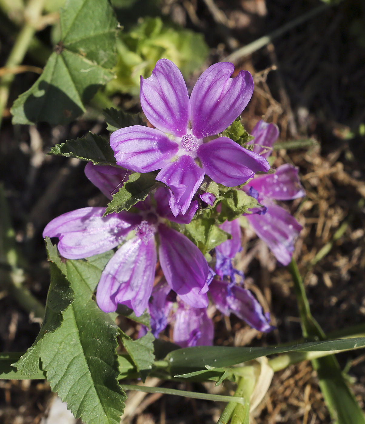 Image of Malva sylvestris specimen.