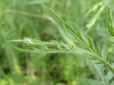 Klasea lycopifolia. Цветонос с нераспустившимся соцветием. Днепропетровская обл., балка в верховьях р. Самоткани. 07.05.2010.