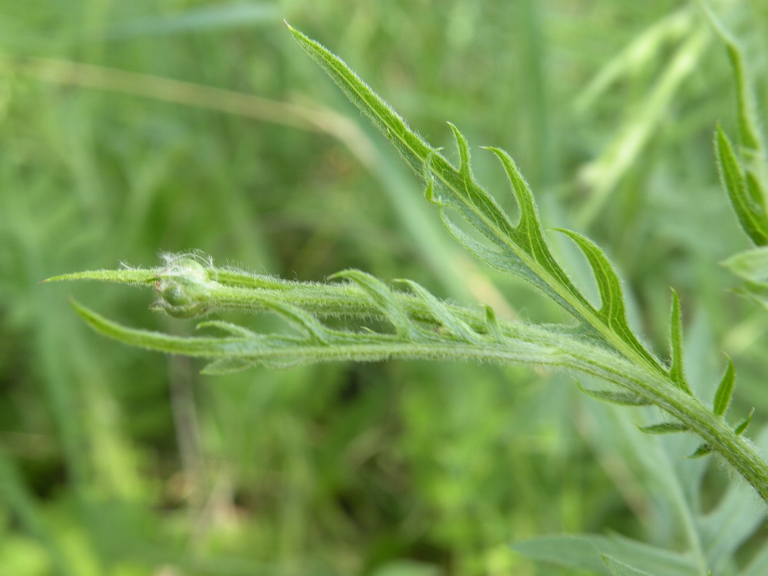 Image of Klasea lycopifolia specimen.