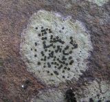 Image of specimen
