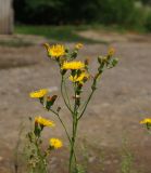 Sonchus arvensis subspecies uliginosus. Соцветие. Восточный Казахстан, г. Усть-Каменогорск, возле жилого дома. 13.07.2017.