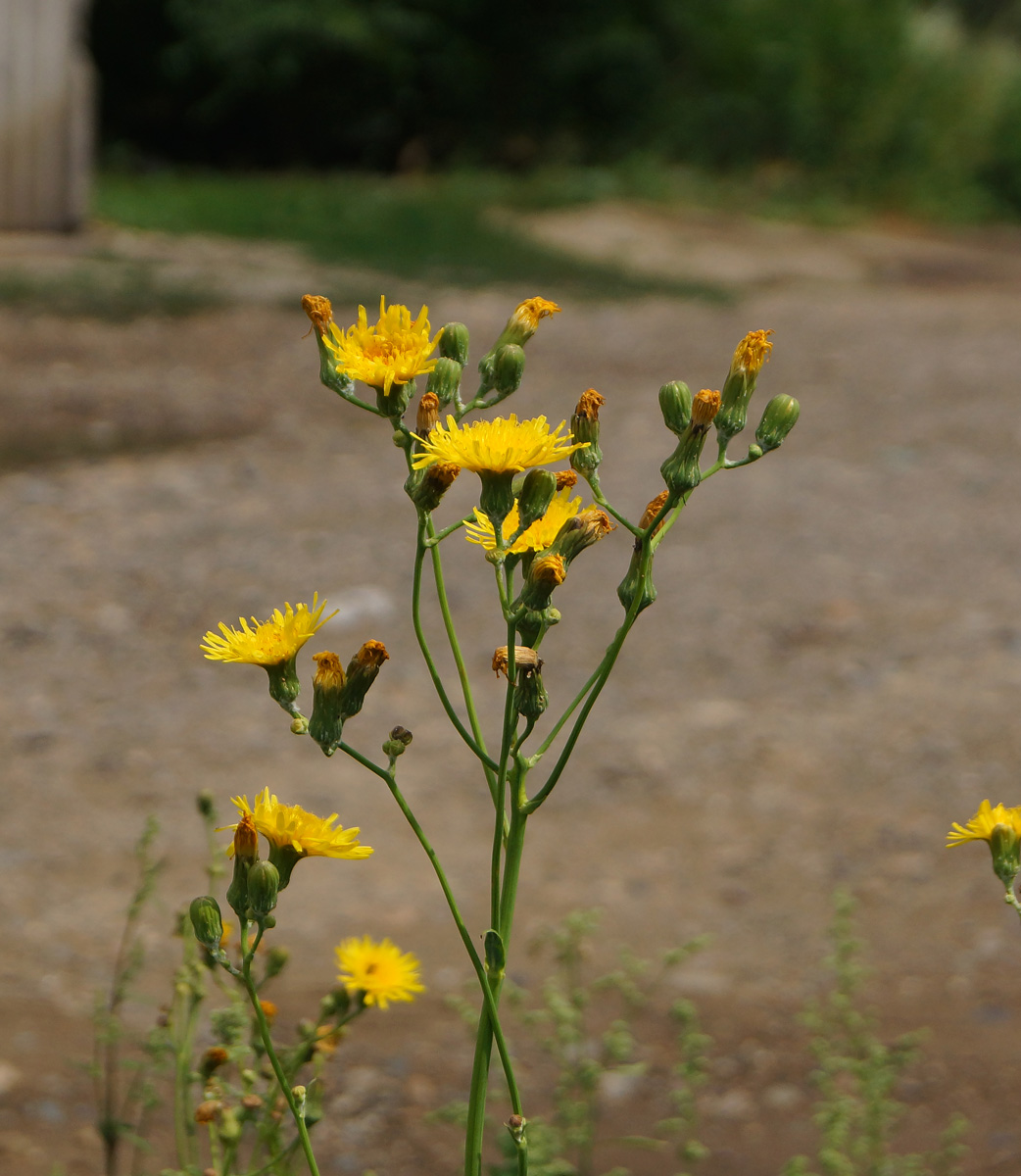 Image of Sonchus arvensis ssp. uliginosus specimen.