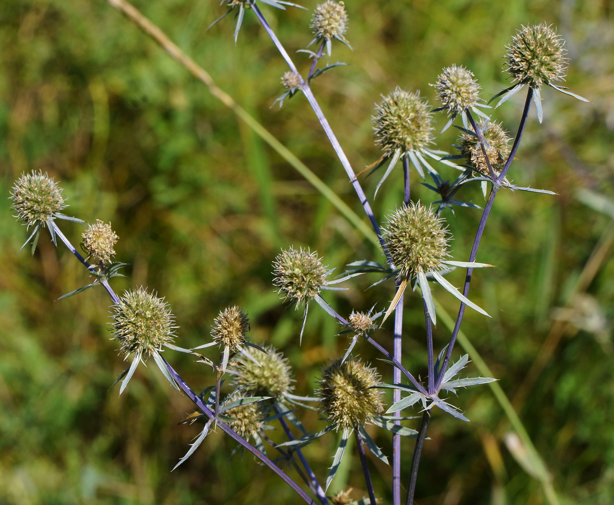 Image of Eryngium planum specimen.