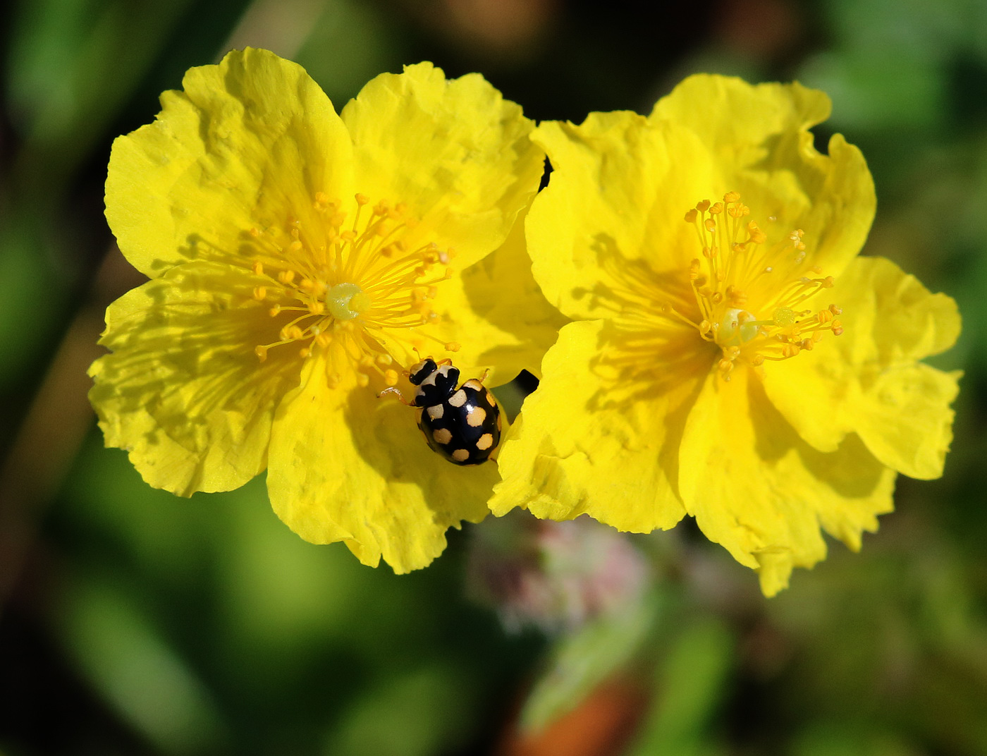 Image of Helianthemum nummularium specimen.