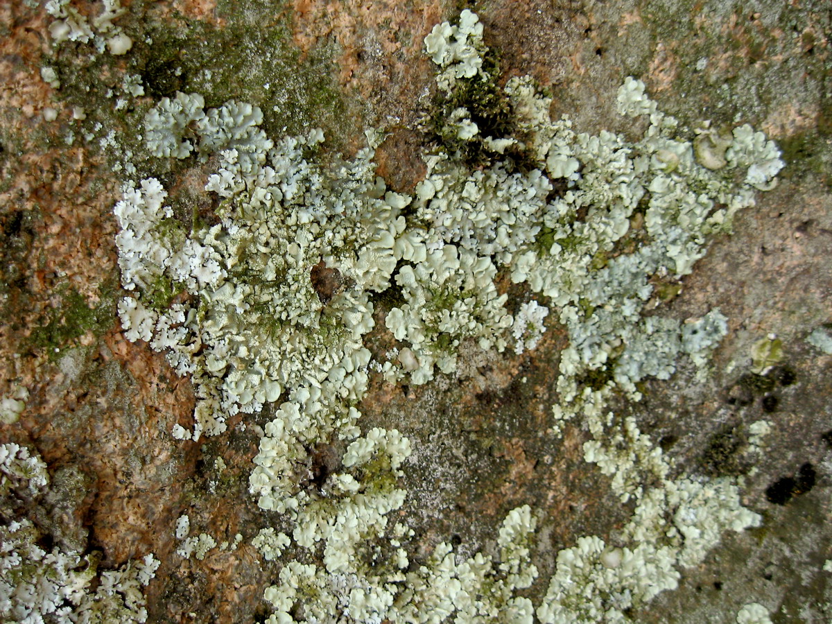 Image of Flavoparmelia caperata specimen.