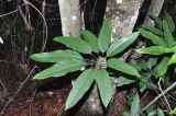 familia Araliaceae. Листья. Китай, провинция Гуандун, р-н Шаогуань, геопарк \"Дансия\", лес. 17.10.2017.