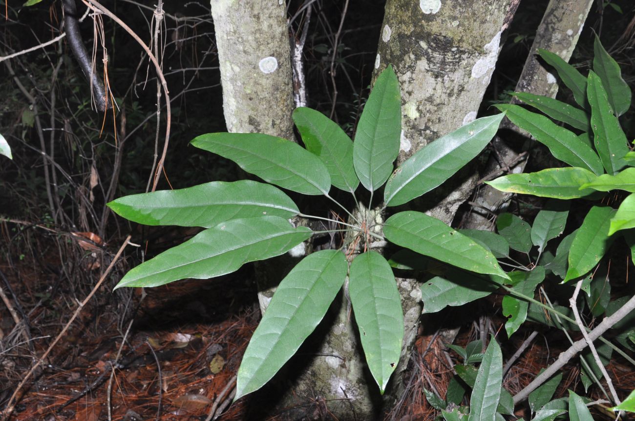 Image of familia Araliaceae specimen.