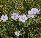 Linum perenne