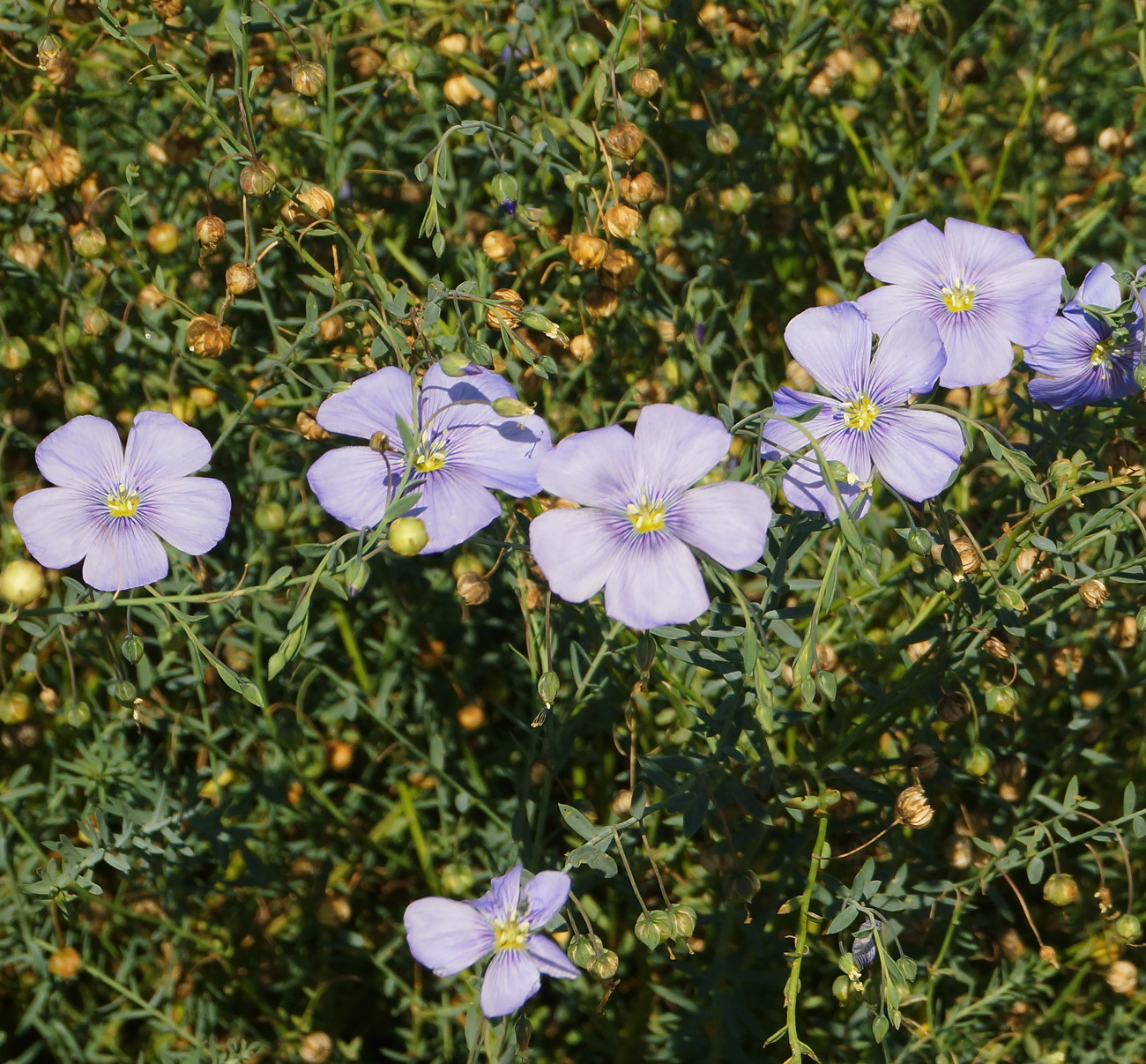 Изображение особи Linum perenne.