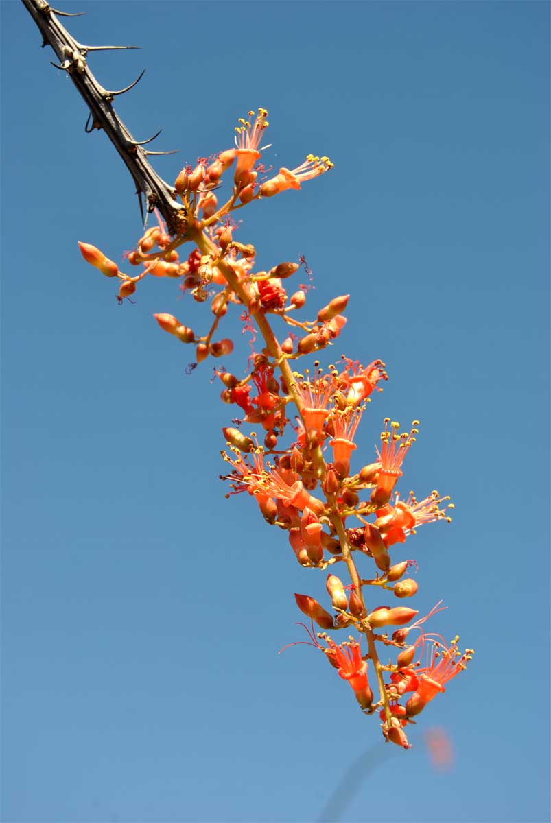 Изображение особи Fouquieria splendens.