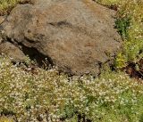 Sedum pallidum. Цветущие растения. Восточный Казахстан, г. Усть-Каменогорск, Архитектурно-ландшафтный музей-заповедник, в культуре. 18.06.2017.