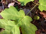 Heracleum sibiricum