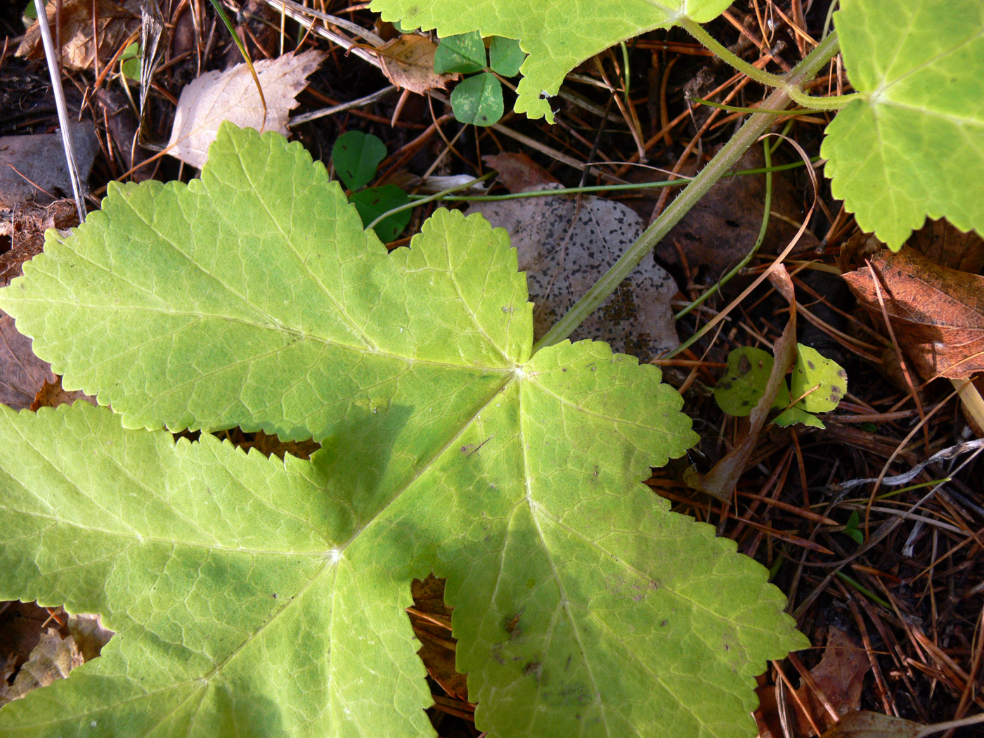 Изображение особи Heracleum sibiricum.