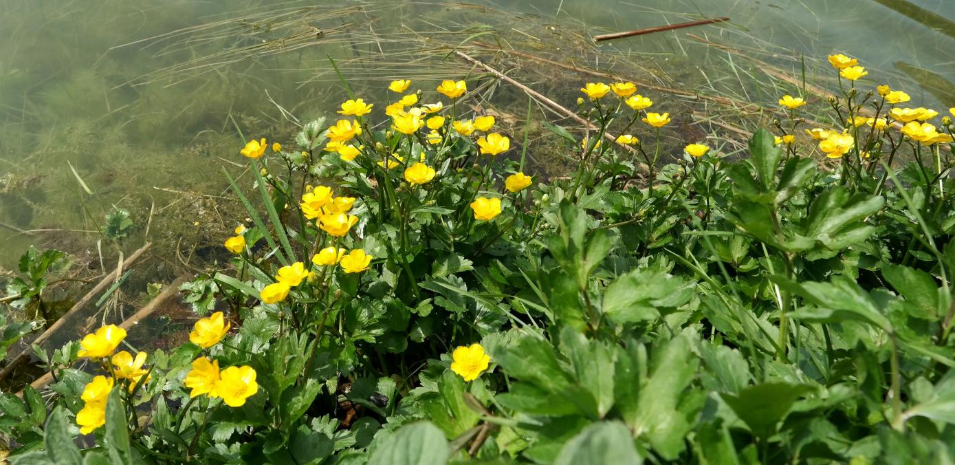 Image of Ranunculus repens specimen.
