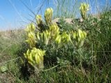 Astragalus nikitinae. Цветущее растение. Южный Казахстан, западные отроги Киргизского хр., горы Ботамойнак в окр. г. Тараз, ≈ 950 м н.у.м., степь на мелкозёмах на склоне сев.-вост. экспозиции. 21 апреля 2018 г.