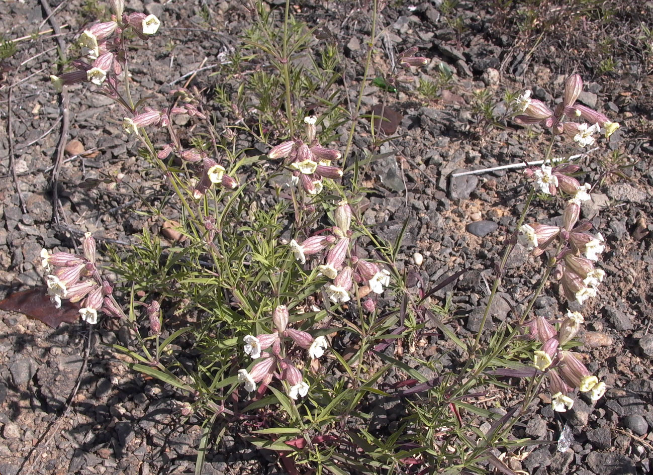 Image of Silene amoena specimen.