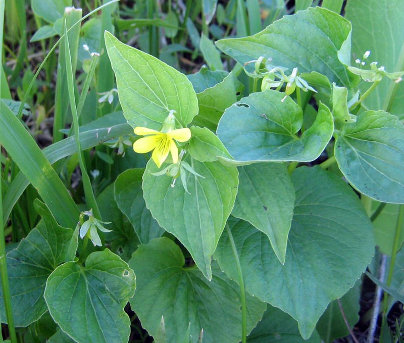 Image of Viola acutifolia specimen.