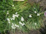 Ornithogalum umbellatum