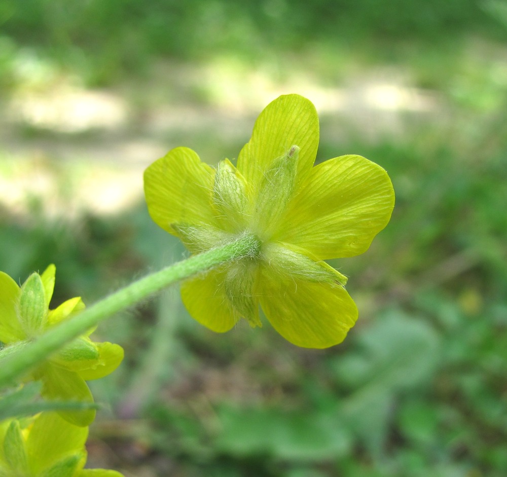 Image of Ranunculus oxyspermus specimen.