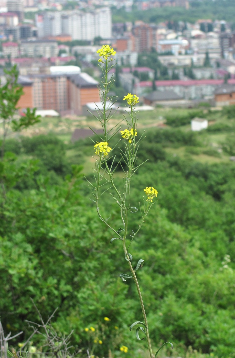 Изображение особи Erysimum collinum.