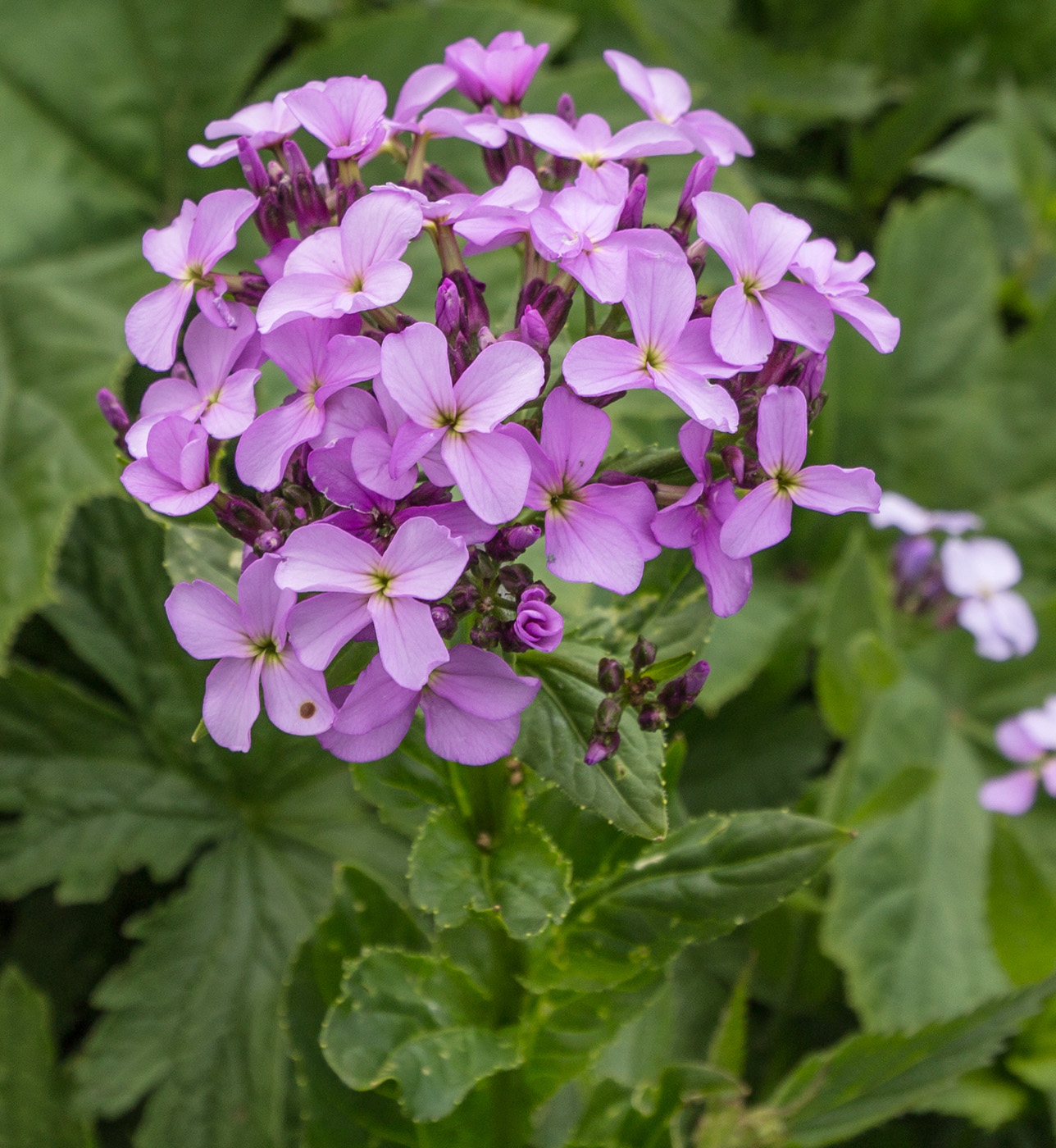 Image of genus Hesperis specimen.