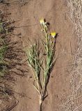 Scorzonera ensifolia