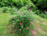 Rosa rugosa