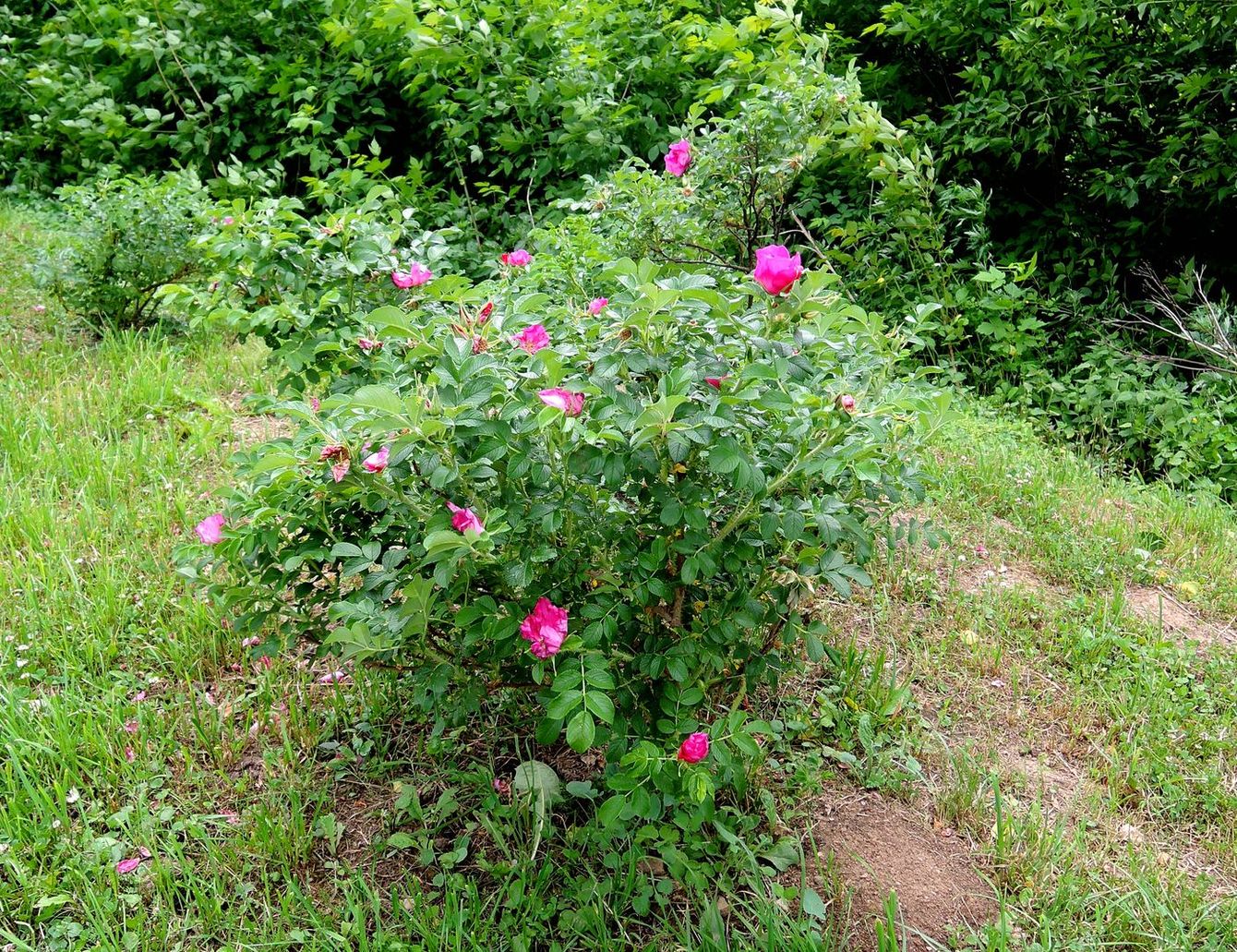 Изображение особи Rosa rugosa.