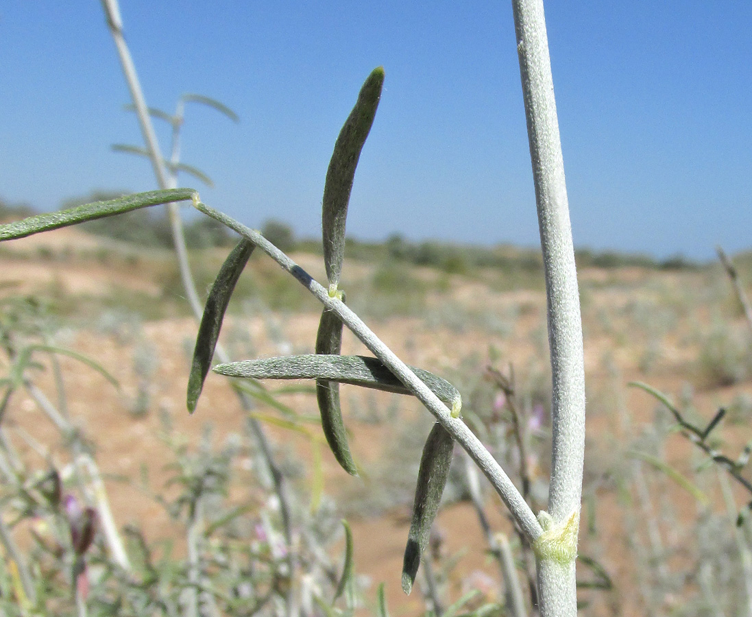 Изображение особи Astragalus hyrcanus.
