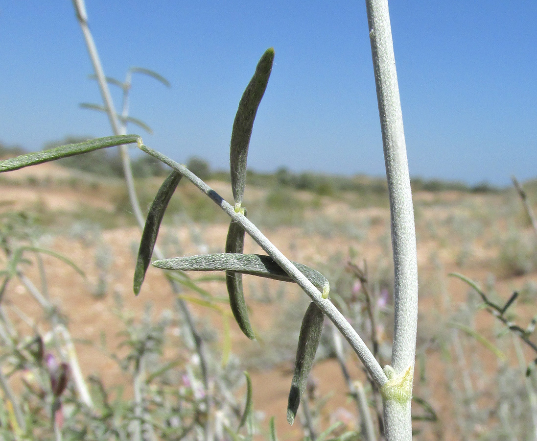 Image of Astragalus hyrcanus specimen.