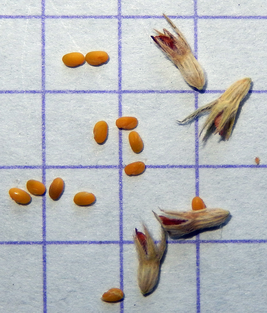 Image of Trifolium scabrum specimen.