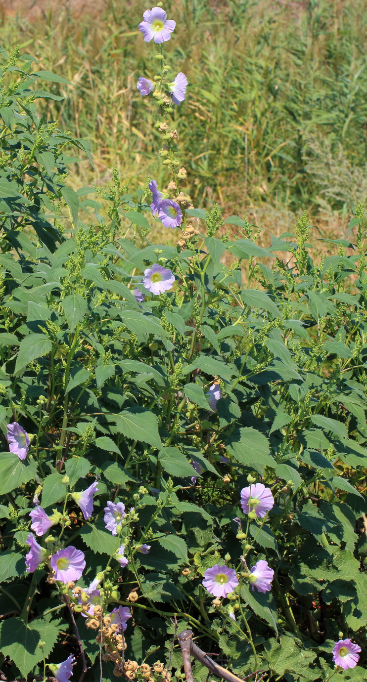 Image of Alcea rosea specimen.