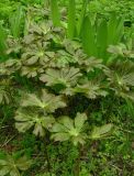 Podophyllum peltatum