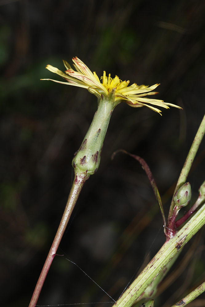 Изображение особи Scorzonera albicaulis.