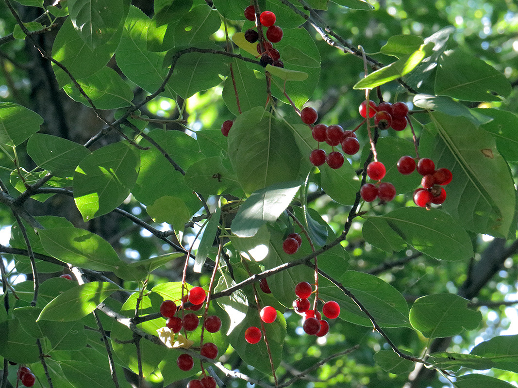 Image of Padus virginiana specimen.