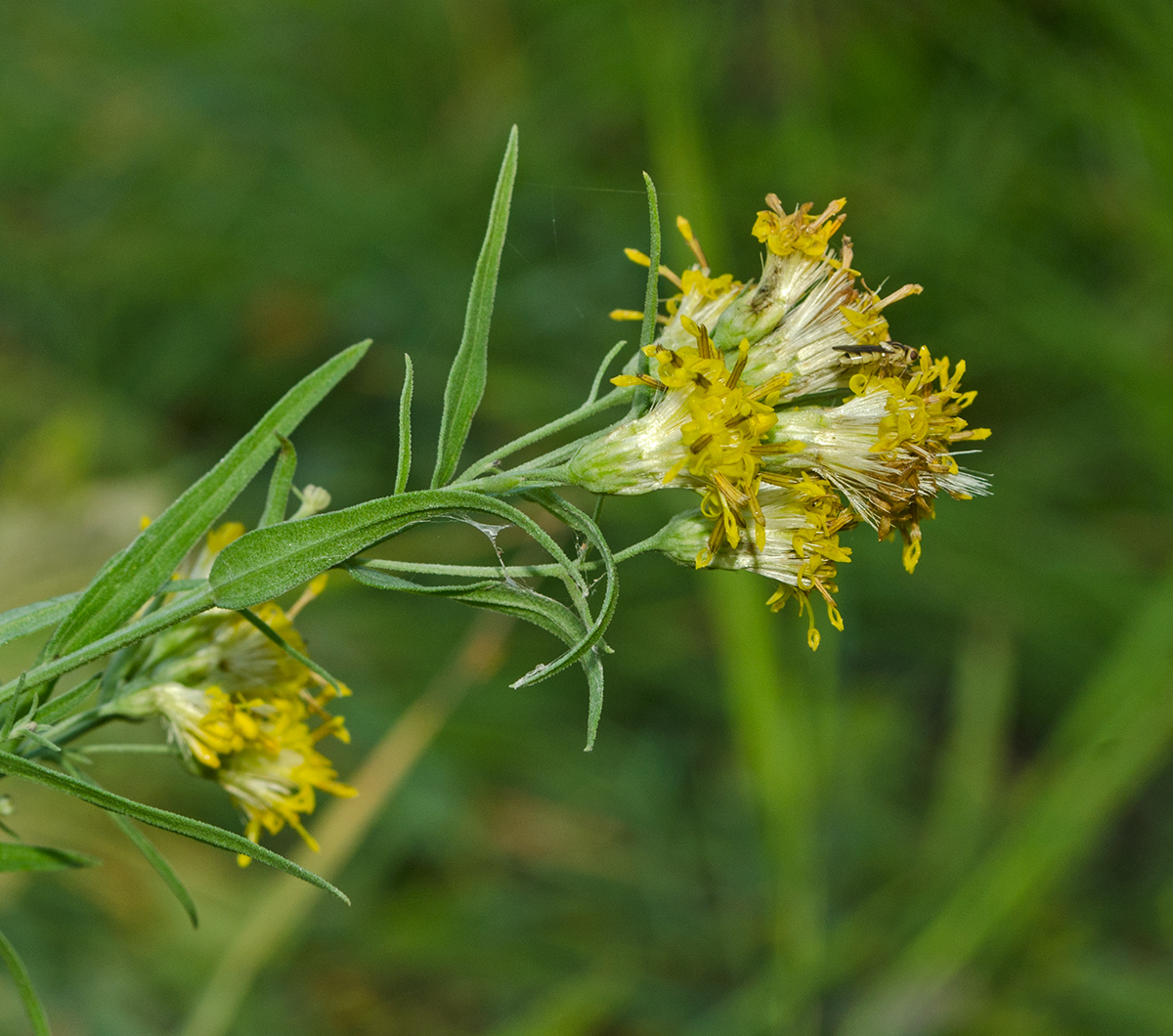 Изображение особи Galatella biflora.