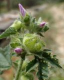 Malva multiflora