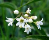 Vincetoxicum hirundinaria