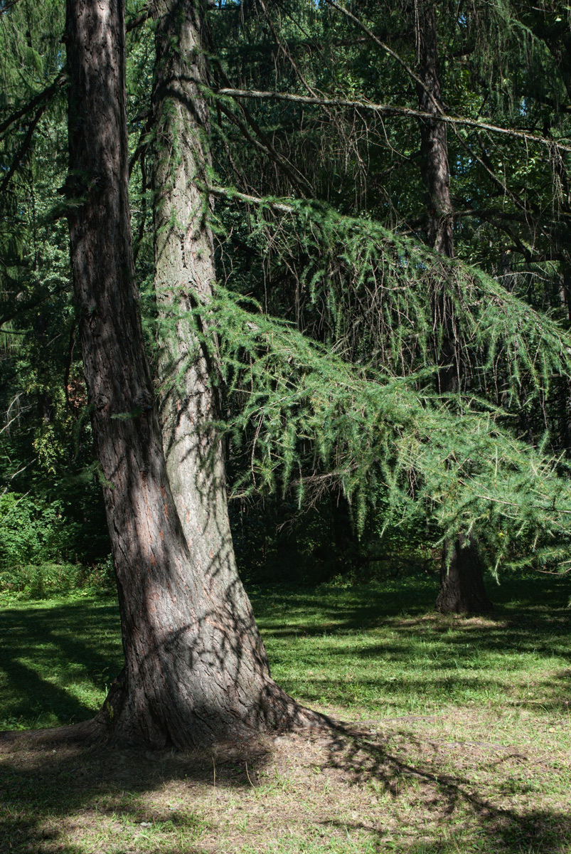 Изображение особи Larix laricina.