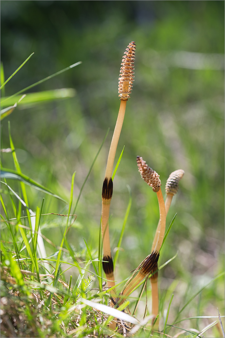 Image of Equisetum arvense specimen.