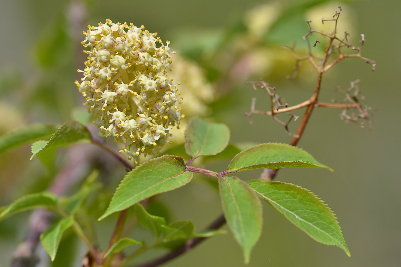 Image of Sambucus racemosa specimen.